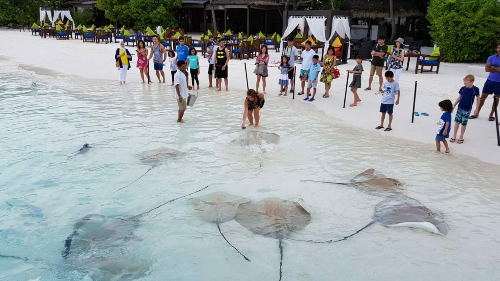 A stay at Jumeirah Vittaveli Resort Maldives - Luxury Review 11 Stingray Feeding Madlives