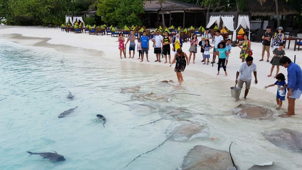 A stay at Jumeirah Vittaveli Resort Maldives - Luxury Review 12 Stingray Feeding Jumeirah Vittaveli
