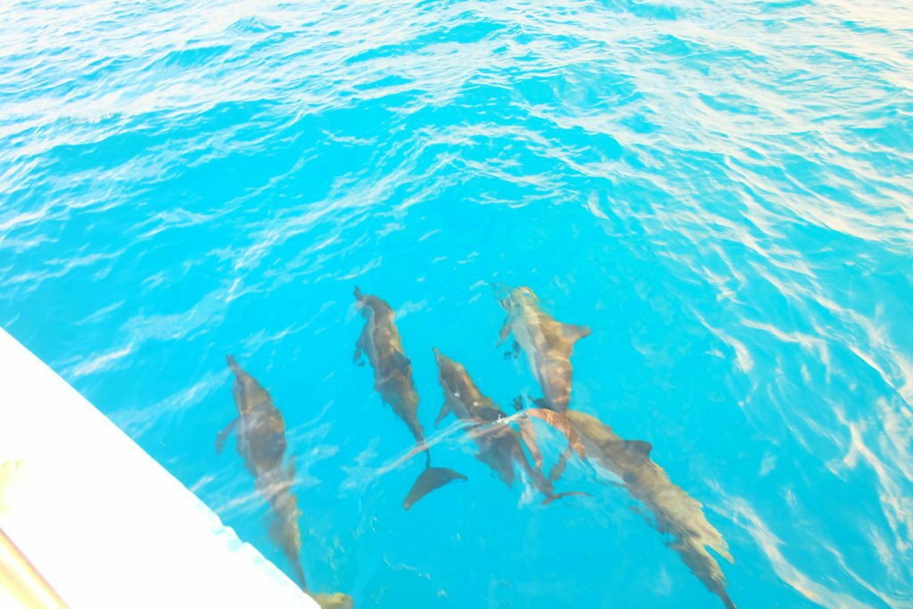 Shangri La Maldives Water Villa Review 26 Dolphins Maldives