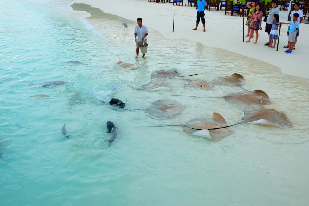 Stingray Feeding Maldives