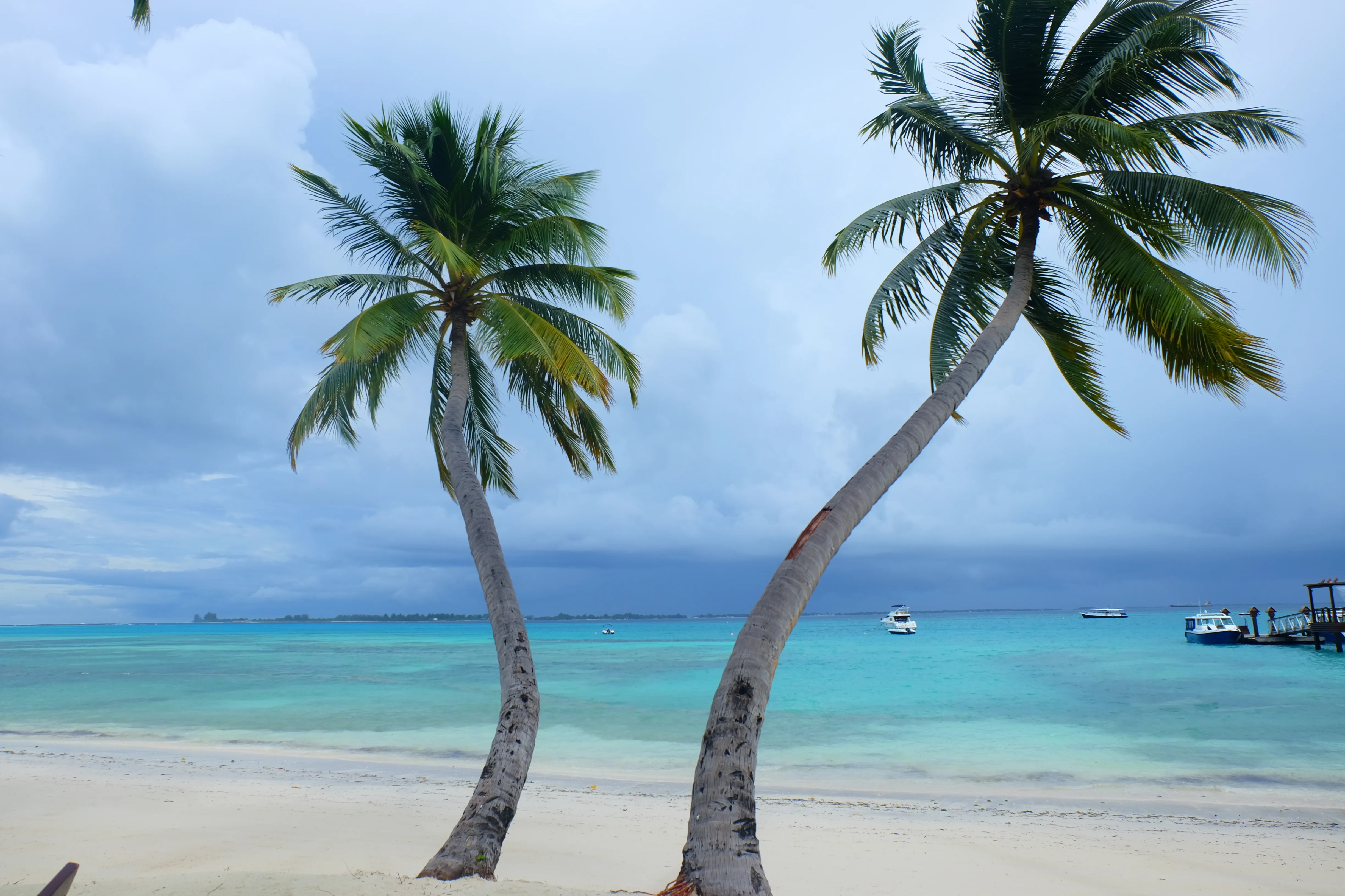Maldives Coconut trees