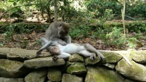 Monkey Forest Bali