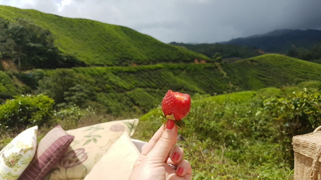 Cameron Highlands Resort Picnic