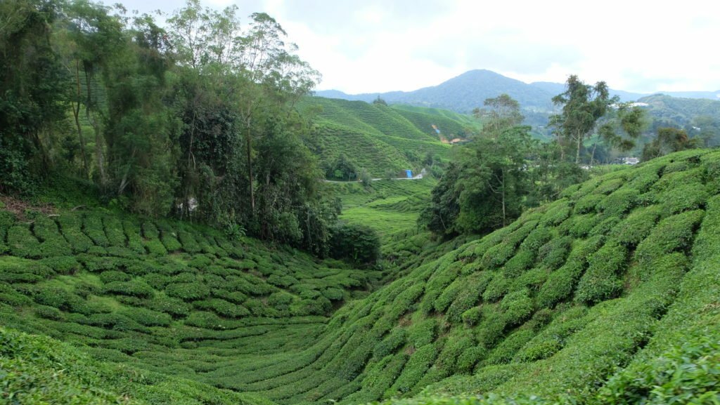 Cameron Highlands Malaysia