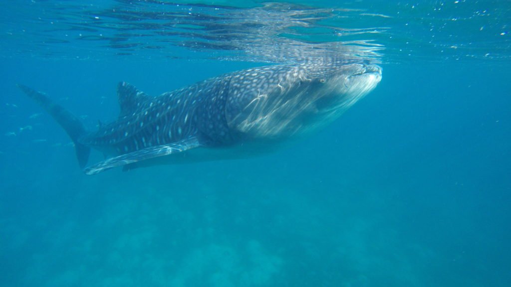 Swimming with Whale Sharks in Cebu Philippines 