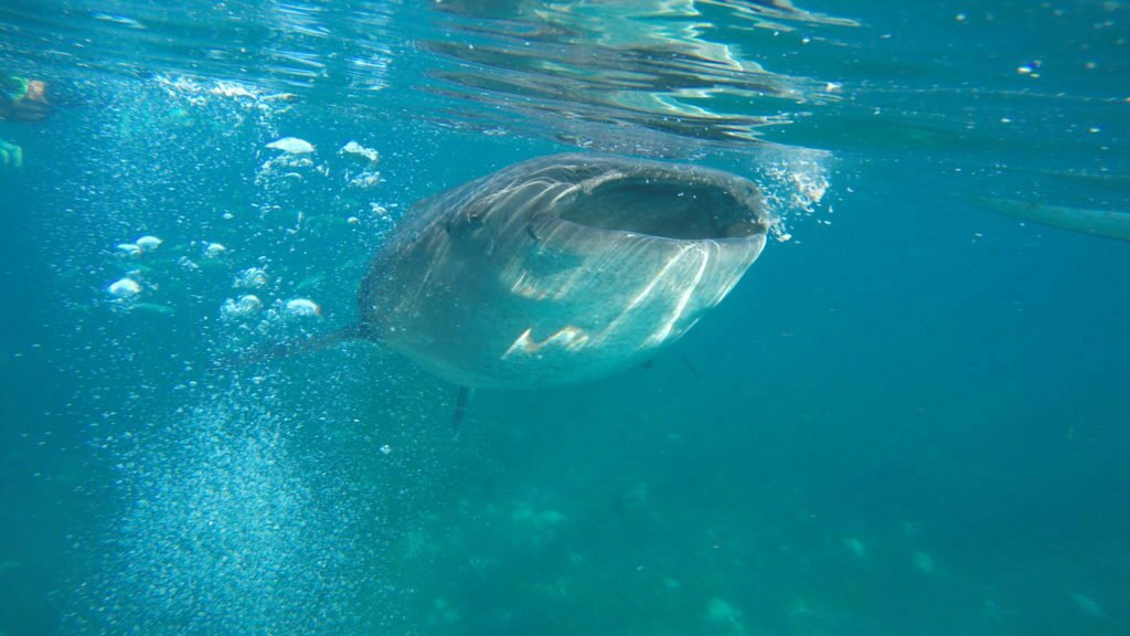 Swimming with Whale Sharks in Cebu
