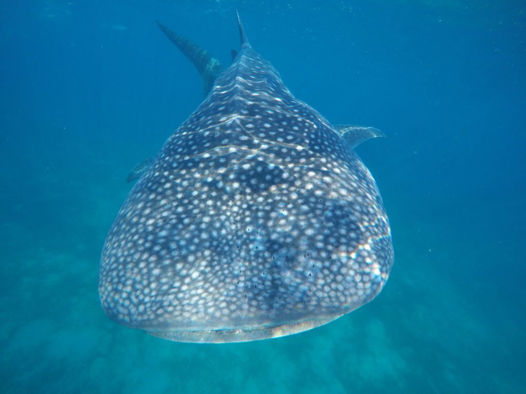 Swimming with Whale Sharks in Oslob