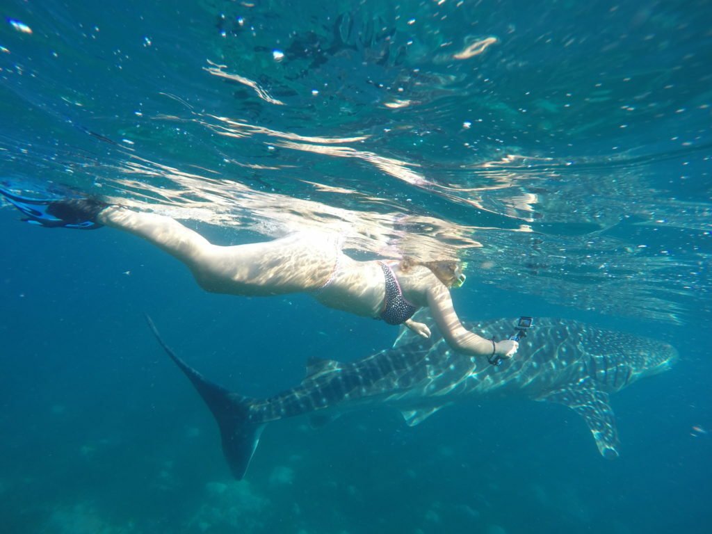 Swimming with Whale Sharks in Cebu, Philippines 7 Swimming with Whale Sharks in Cebu