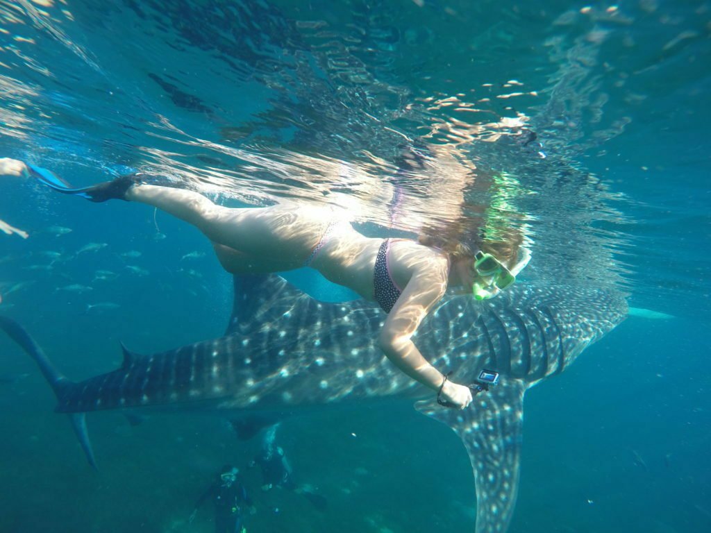 Swimming with Whale Sharks in Cebu