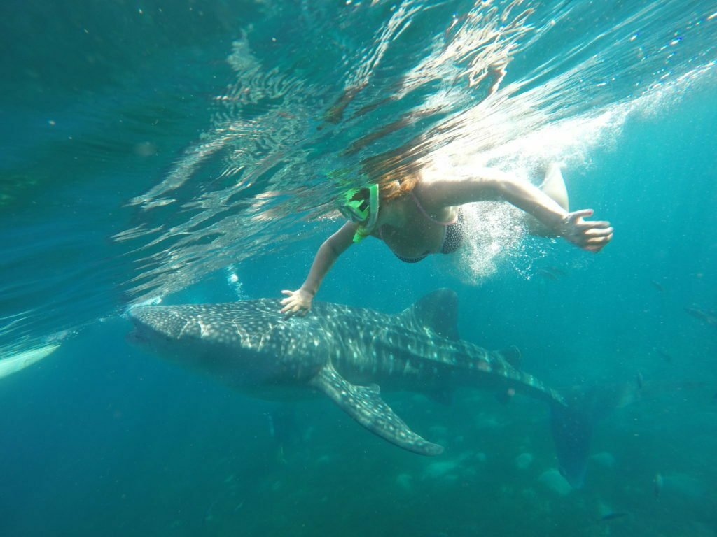 Swimming with Whale Sharks in Philippines
