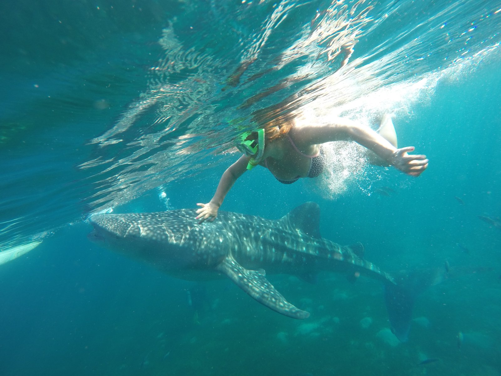 Swimming With Whale Sharks In Cebu Philippines The Jetsetter