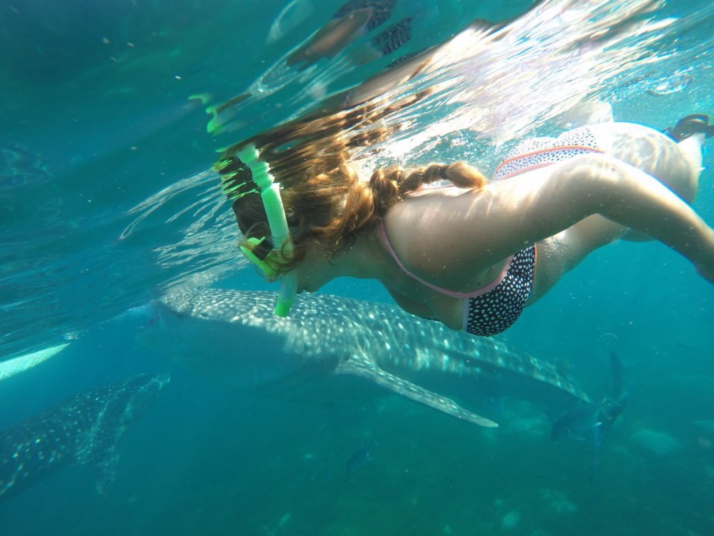 Swimming with Whale Sharks in Philippines