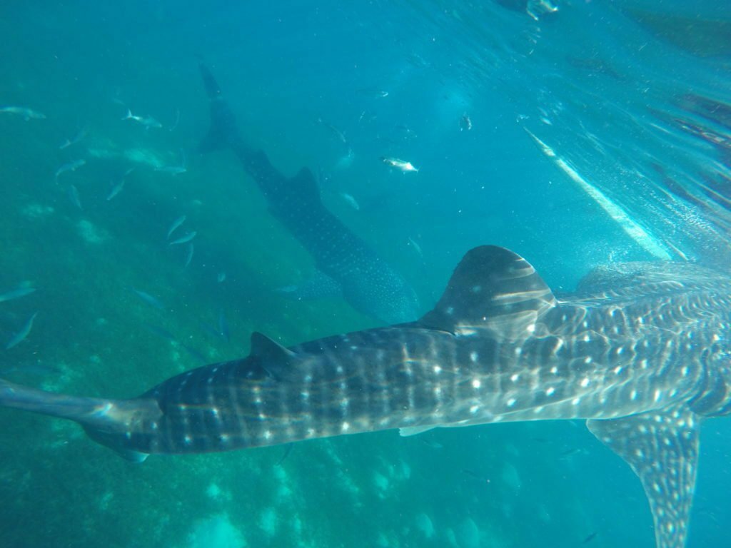 Snorkeling with Whale Sharks in Philippines