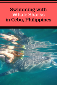 Swimming with whale sharks in Cebu, Philippines