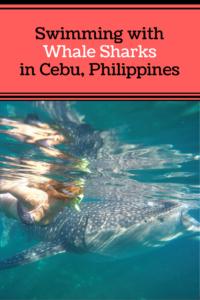 Swimming with Whale Sharks in Cebu, Philippines 21 Swimming with whale sharks in Cebu, Philippines