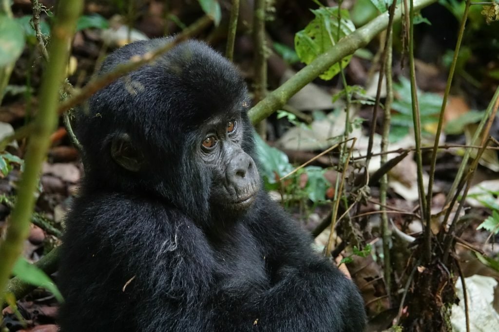 Uganda Gorillas