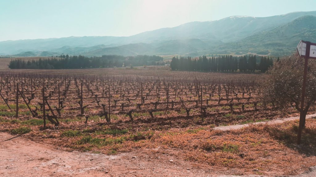 Lebanon wine tasting