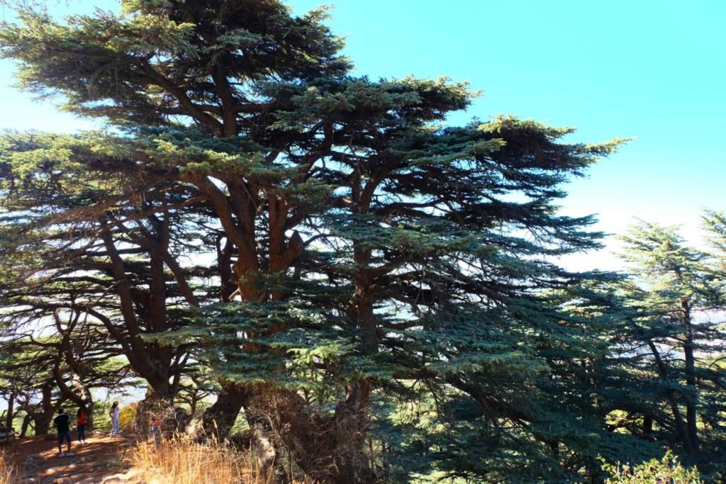 Chouf Cedar Forest