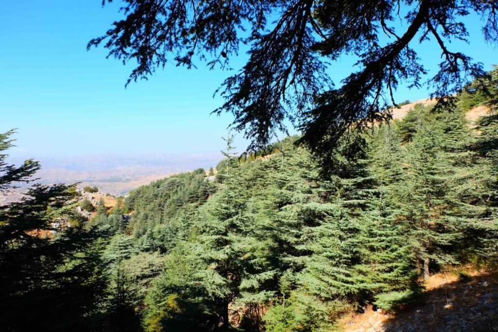 Chouf Cedar Forest Lebanon