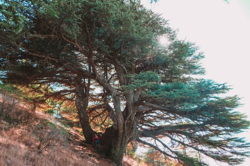 Cedar Forest Lebanon