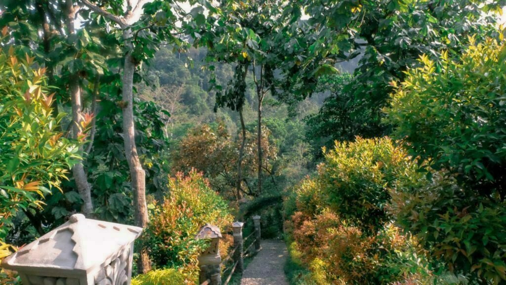 Orangutans in Sumatra Indonesia: Guide To Seeing Endangered Orangutans in The Wild 9 Hotels Sumatra