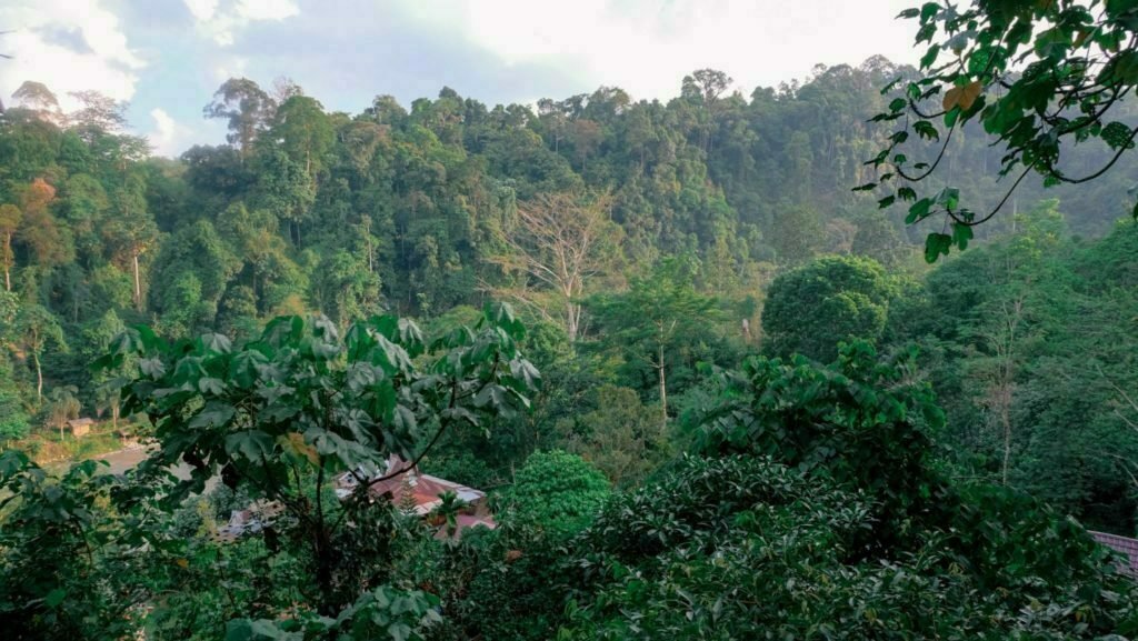 Accommodation Bukit Lawang