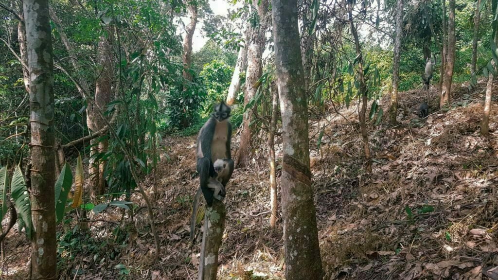 Leaf Monkeys Sumatra