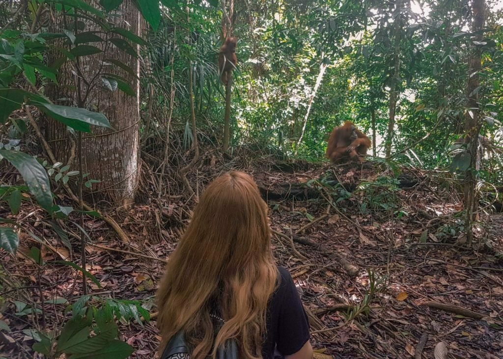 Orangutans in Bukit Lawang