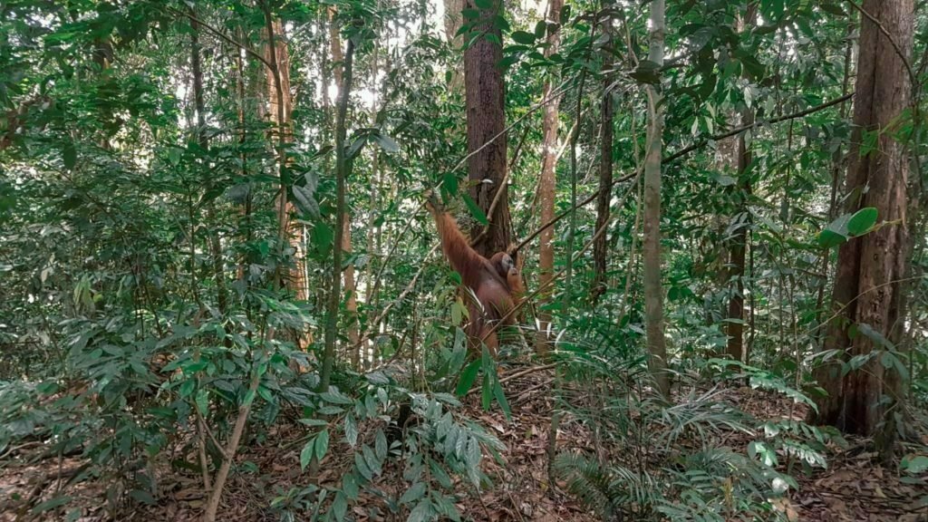 Male Orangutan Sumatra