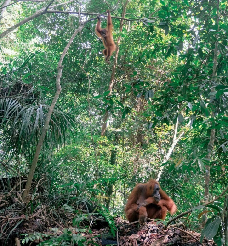 Orangutans in Sumatra Indonesia: Guide To Seeing Endangered Orangutans in The Wild 22 Baby Orangutan Bukit Lawang