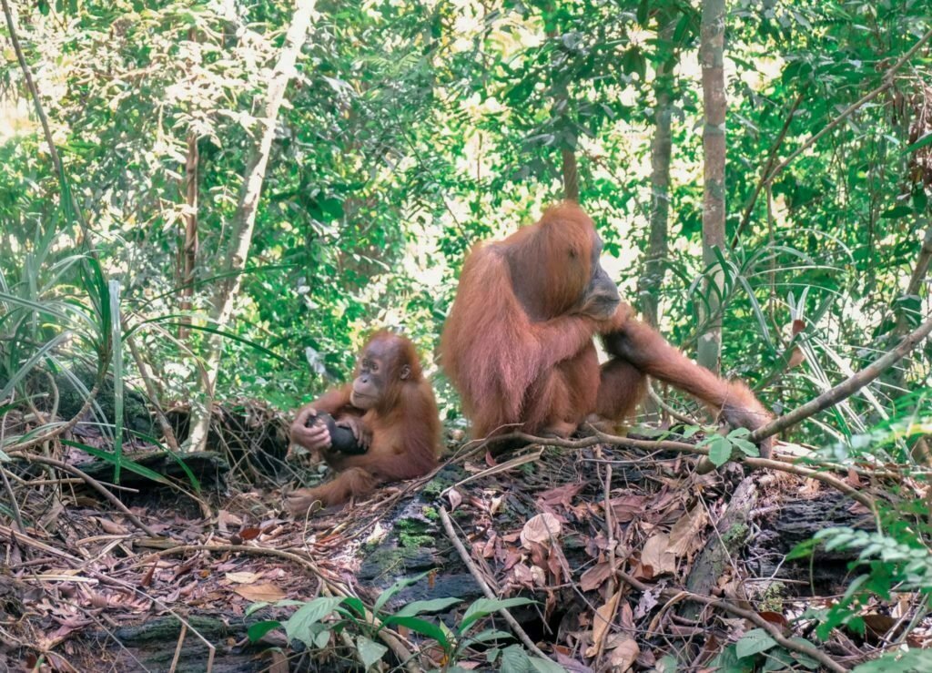 Orangutans in Sumatra