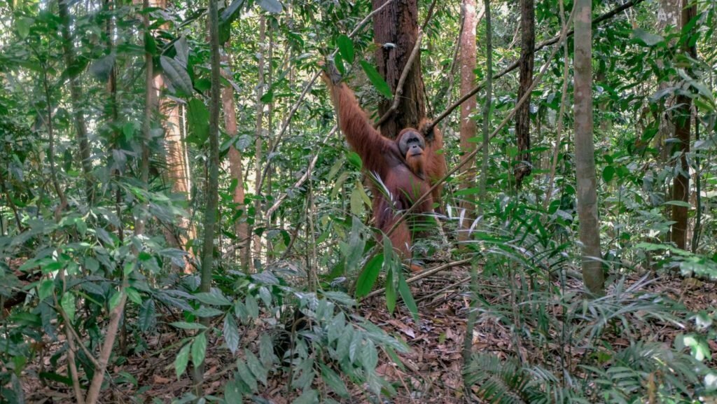 Wild Orangutan Sumatra