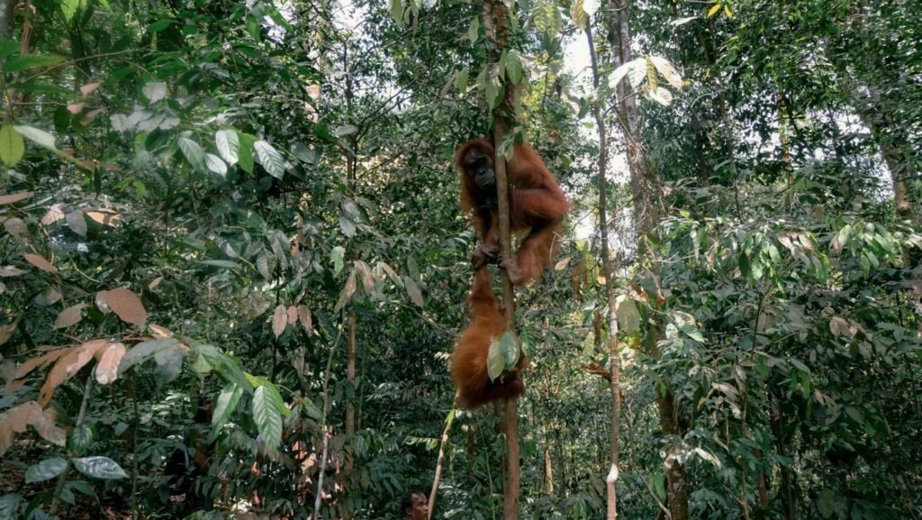 Orangutan Trekking Tour