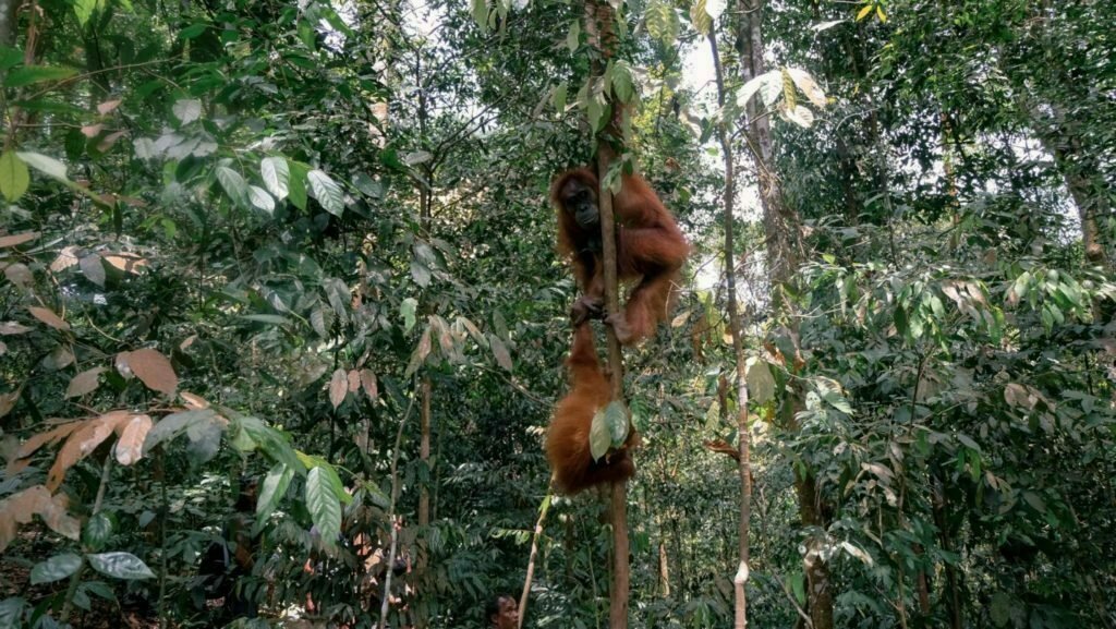 Orangutans in Sumatra Indonesia: Guide To Seeing Endangered Orangutans in The Wild 23 Orangutan Trekking Tour