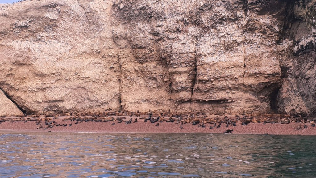 Islas Ballestas Peru Hop