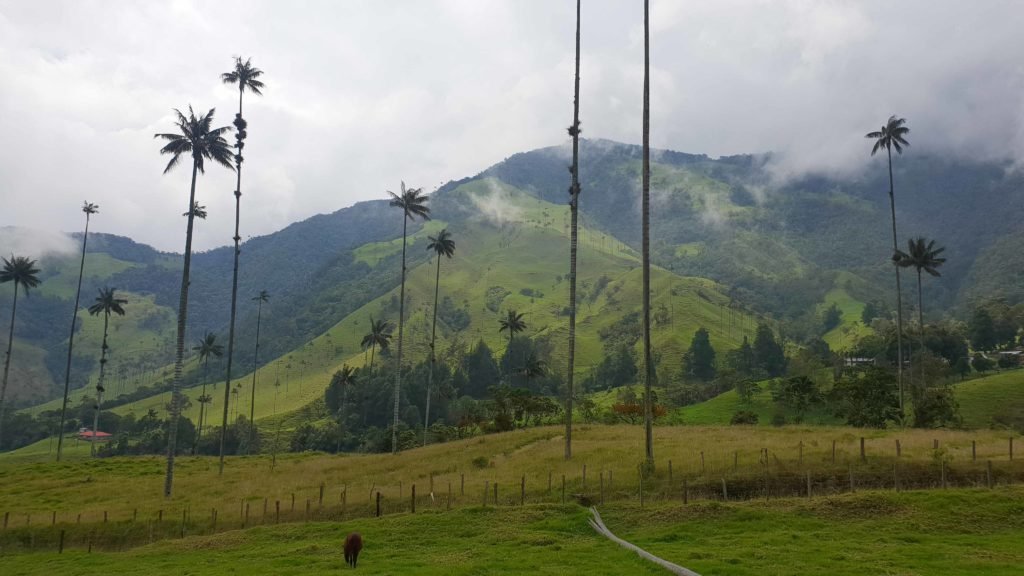 Cocora Valley Colombia