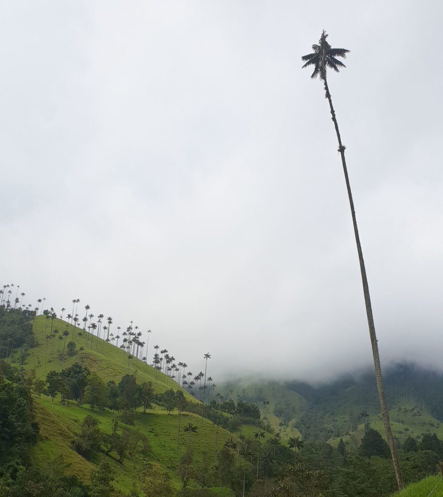 Cocora Valley Colombia Travel