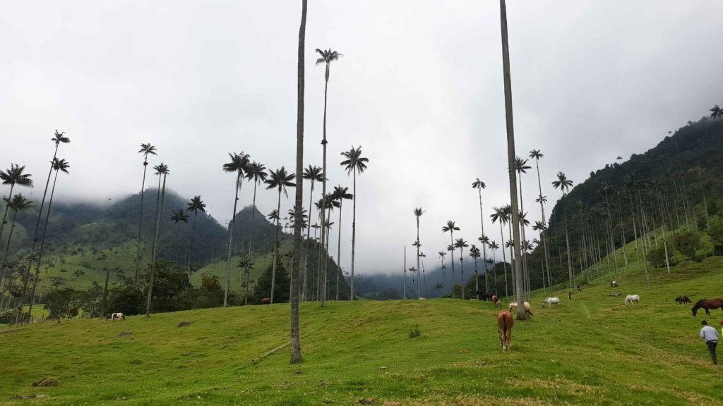 Best Places to Visit in Colombia - Travel Guide 26 Cocora Valley Colombia