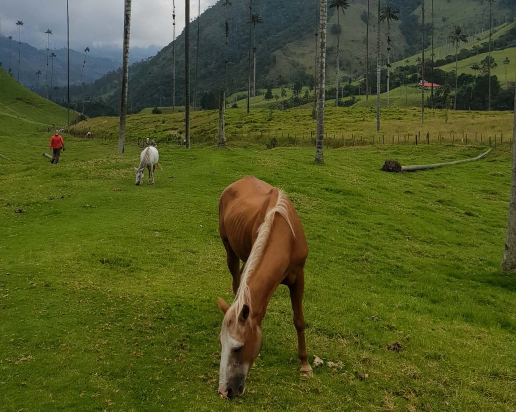 Cocora valley Colombia tour