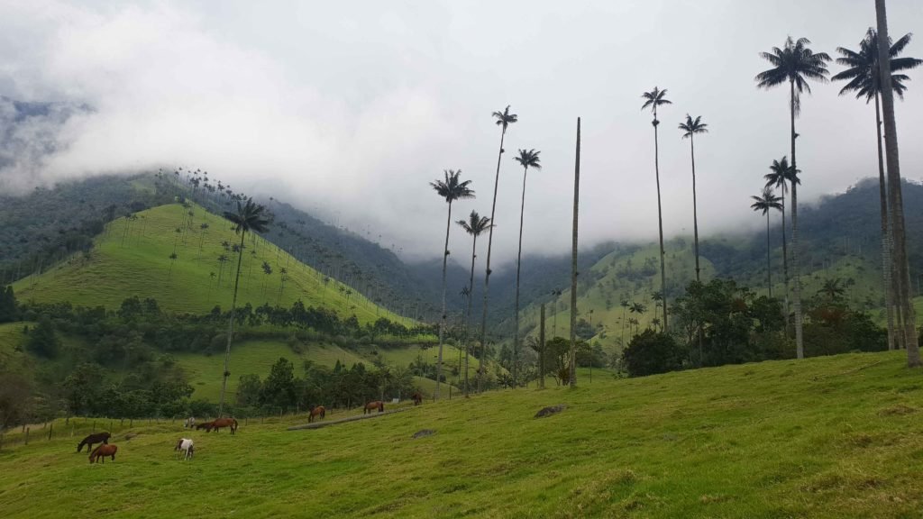 Valle Del Cocora