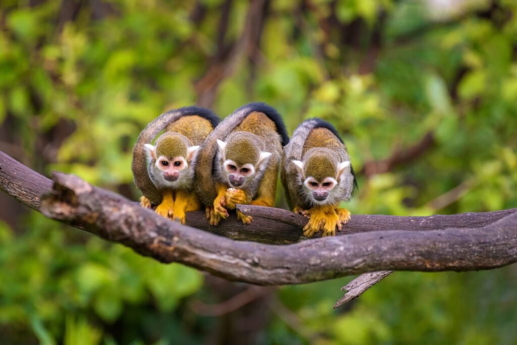 Amazonas Colombia