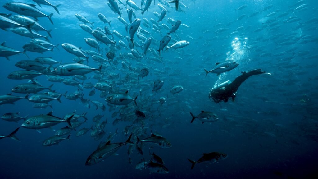 Malpelo Colombia Islands min Best Colombia Islands to Visit