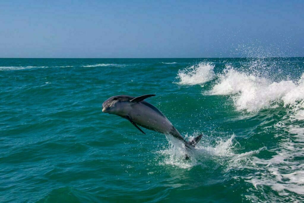 Dolphin watching Clearwater Beach Florida