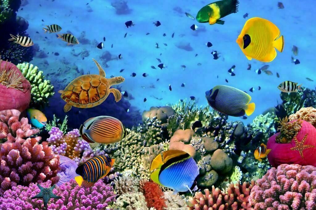 Florida- Aquarium Clearwater fl