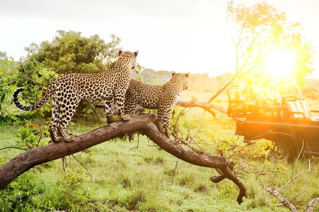 Botswana Africa Safari