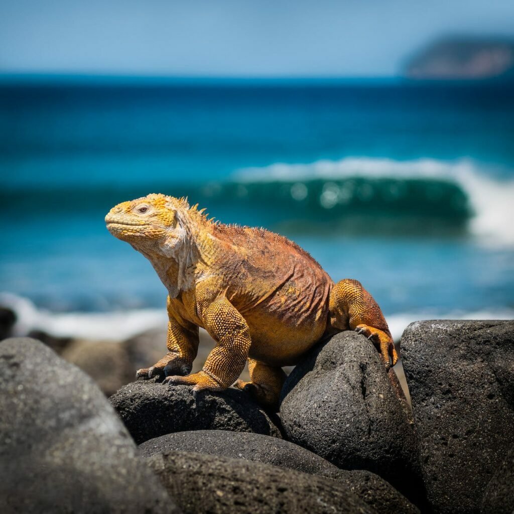 orange iguana standing on rocks