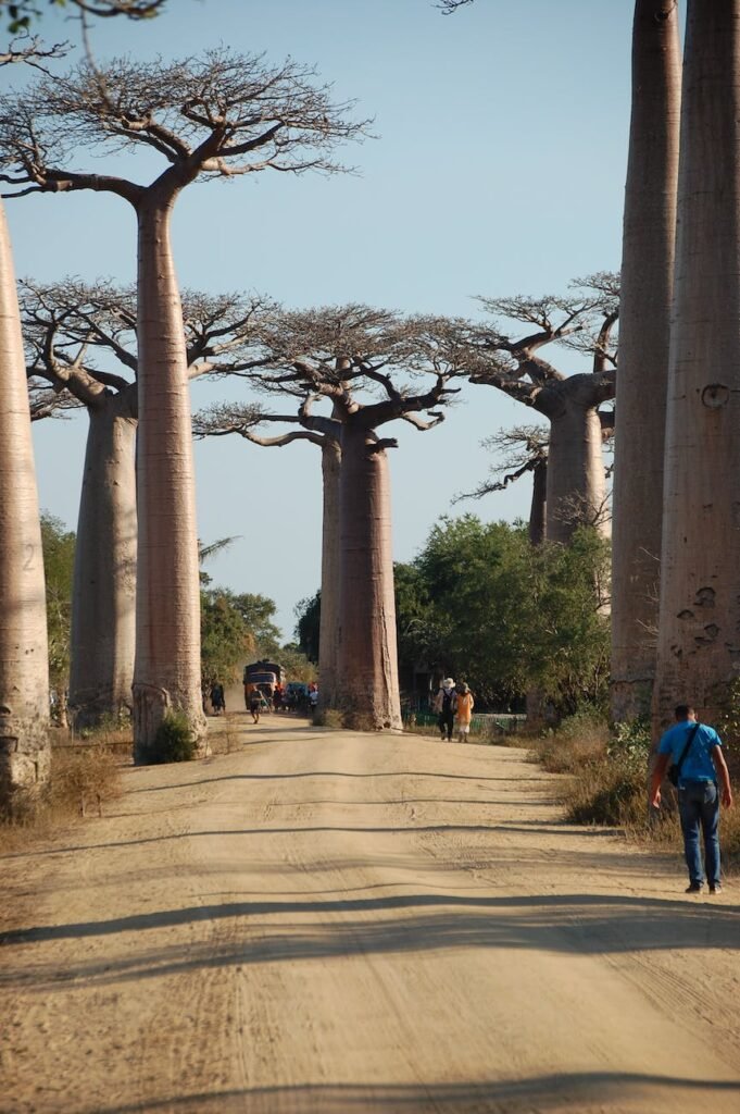 people walking at the avenue of the baobabs