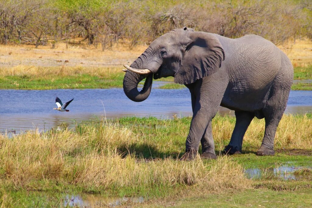 kruger national park south africa