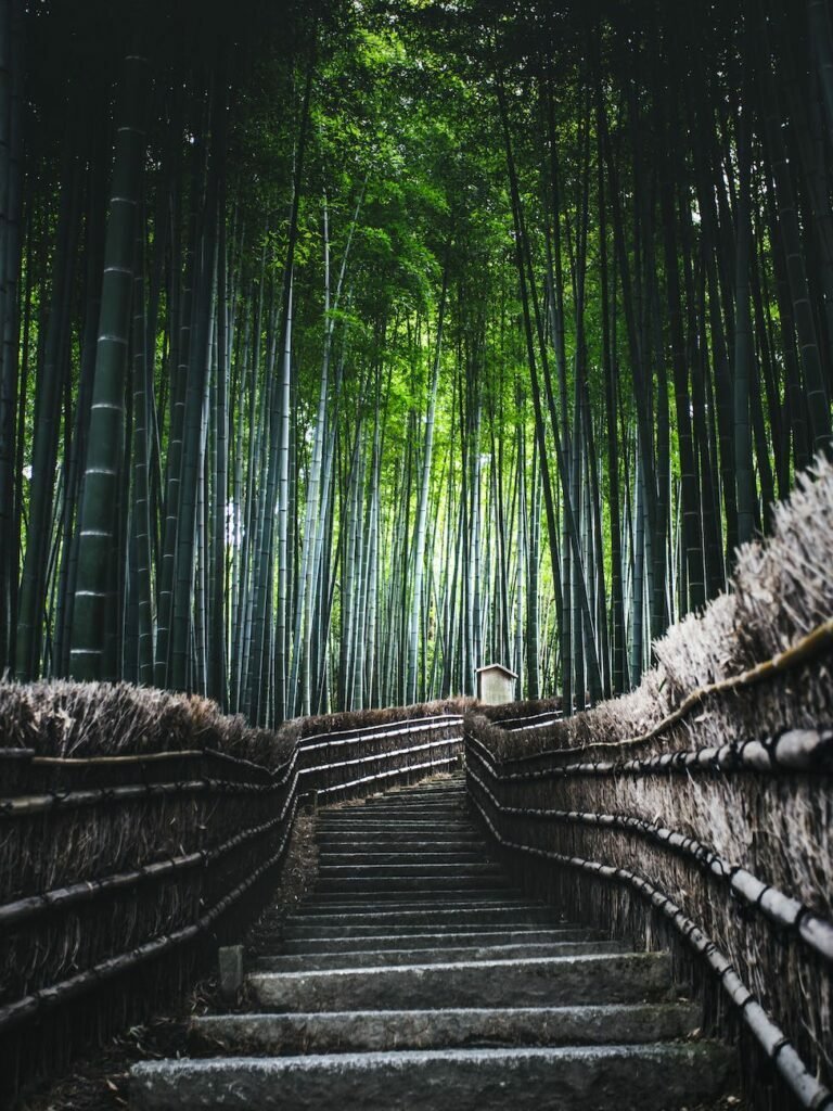 stairs surrounded by bamboo trees