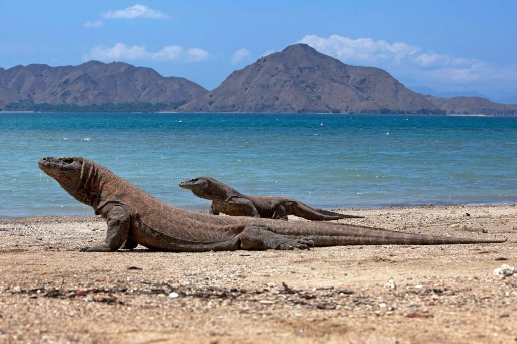 komodo dragons on the beach